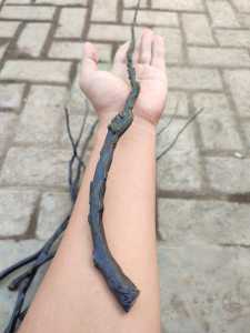 Bahan Akar Bahar Hitam Berserat Size Kelingking