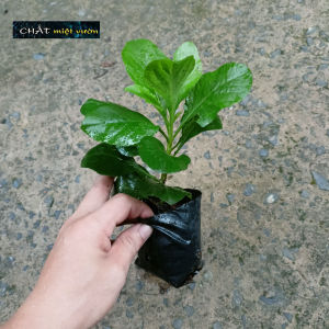 Cây cải trời giống (cây cao 20-30cm như hình)