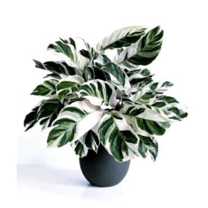 Calathea Tissu Plant / 纸纹美人蕉 / Pokok Meranti Tisu / कैलाथिया टिशू पौधा (Singapore: Calathea Tissu Plant) – Soft Texture