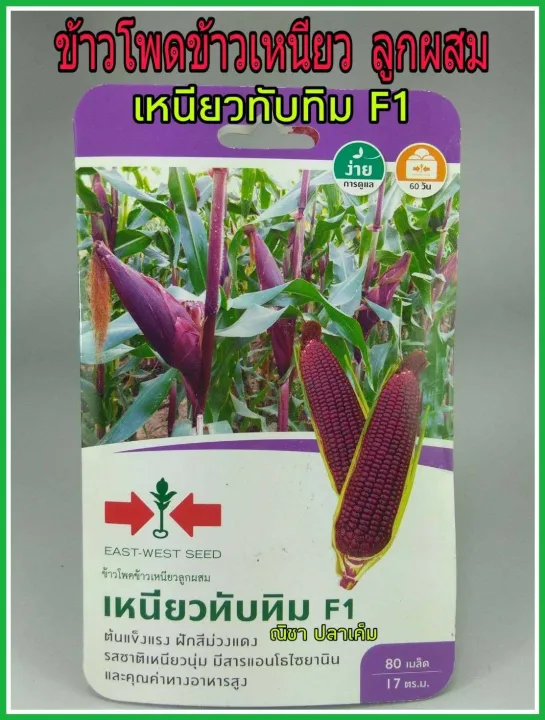 เมล็ดพันธุ์ข้าวโพดข้าวเหนียว เหนียวทับทิม F1 ฝักสีม่วงแดง