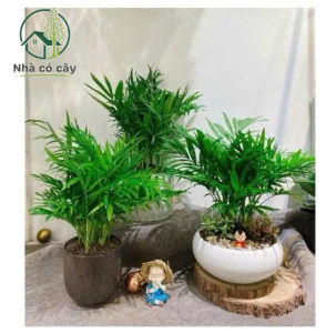 Cây cau tiểu trâm mini để bàn phong thủy lọc không khí mang lại tài lộc cho gia chủ tiểu cảnh rất đẹp