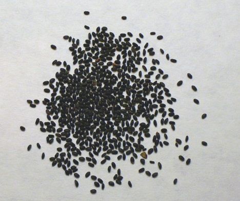 H%E1%BA%A0T%20GI%E1%BB%90NG%20C%C3%82Y%20L%C3%81%20%C3%89%20TR%E1%BA%AENG%20%20D%C3%99NG%20N%E1%BA%A4U%20L%E1%BA%A8U%20G%C3%80%20L%C3%81%20%C3%89%20%C4%90%C3%80%20L%E1%BA%A0T%20PH%C3%9A%20%20Y%C3%8AN%20%20-%20MU%E1%BB%90I%20%C3%89%20T%C3%82Y%20NGUY%C3%8AN%20-%20Image%207