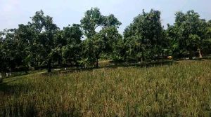 mangga madu klanceng / madu krompol kondisi tua atu yg muda bisa request 1kg isi 3-4-5 masak pohon