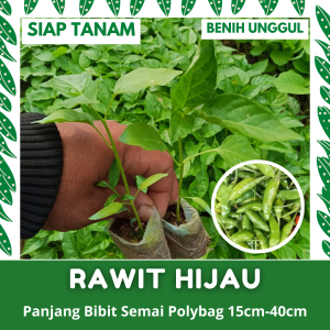 (50 POHON) BIBIT SEMAI CABE RAWIT HIJAU KUALITAS UNGGUL SIAP TANAM