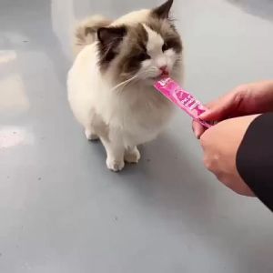 SEE Makanan Kucing Murah Wet Food Cat Treat 100pcs Jajan Kucing Cat Food Stick Kucing Cat Snack Stick 猫条 貓條 100pcs