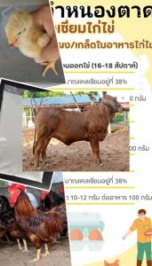 {สินค้าใหม่ ลดพิเศษ} แคลเซียม สำหรับสัตว์เลี้ยง แคลเซียมคาร์บอเนต แคลเซียมสำหรับไก่ไข่เป็ดวัว แพะ แกะแคลเซียมชนิดผง ( บรรจุ 2 กิโลกรัม ) **พร้อมจัดส่ง**