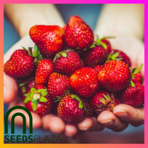 SeedsPLAZA™ - Bonsai Strawberry (10 Seeds) for Planting Vegetable Plants + Instruction Dwarf Strawberries Seed Hybrid F1