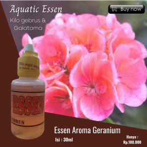 Essen Aroma Geranium Paling Ampuh Essen Semua Ikan Paling Jitu Essen Geranium Khusus Ikan Mas Paling Ampuh Essen Harian dan Galatama Terlaris