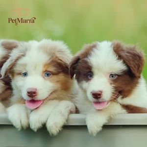 Marra Dog / Puppy Dry Food Beef Milk and Chicken Flavor 1kg Collection dogs kibble