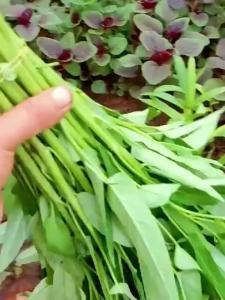 Chinese Kangkong Seeds / (100seeds) Upland Kang kong/ Water Spinach Seeds