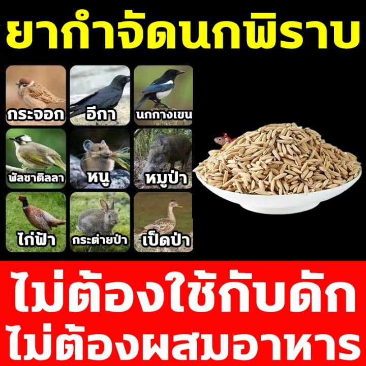 %E0%B8%A2%E0%B8%B2%E0%B9%80%E0%B8%9A%E0%B8%B7%E0%B9%88%E0%B8%AD%E0%B8%99%E0%B8%81%E0%B8%9E%E0%B8%B4%E0%B8%A3%E0%B8%B2%E0%B8%9A%E0%B8%81%E0%B8%B3%E0%B8%88%E0%B8%B1%E0%B8%94%E0%B8%9E%E0%B8%B4%E0%B8%A3%E0%B8%B2%E0%B8%9A%E0%B9%81%E0%B8%A5%E0%B8%B0%E0%B8%99%E0%B8%81%E0%B8%97%E0%B8%B8%E0%B8%81%E0%B8%8A%E0%B8%99%E0%B8%B4%E0%B8%94%20%E0%B9%80%E0%B8%AB%E0%B8%A2%E0%B8%B7%E0%B9%88%E0%B8%AD%E0%B8%81%E0%B8%B3%E0%B8%88%E0%B8%B1%E0%B8%94%E0%B8%99%E0%B8%81%E0%B8%9E%E0%B8%B4%E0%B8%A3%E0%B8%B2%E0%B8%9A%20%E0%B8%A2%E0%B8%B2%E0%B8%86%E0%B9%88%E0%B8%B2%E0%B8%99%E0%B8%81%E0%B8%9E%E0%B8%B4%E0%B8%A3%E0%B8%B2%E0%B8%9A500g%20%E0%B8%97%E0%B8%B3%E0%B8%A5%E0%B8%B2%E0%B8%A2%E0%B8%AD%E0%B8%A7%E0%B8%B1%E0%B8%A2%E0%B8%A7%E0%B8%B0%E0%B8%A0%E0%B8%B2%E0%B8%A2%E0%B9%83%E0%B8%99%E0%B8%95%E0%B8%B2%E0%B8%A2%E0%B9%83%E0%B8%99%201%E0%B8%8A%E0%B8%A1.%20%E0%B8%A2%E0%B8%B2%E0%B9%80%E0%B8%9A%E0%B8%B7%E0%B9%88%E0%B8%AD%E0%B8%99%E0%B8%81%20%E0%B8%9E%E0%B8%B4%E0%B8%A3%E0%B8%B2%E0%B8%9A%20%E0%B9%81%E0%B8%AB%E0%B9%89%E0%B8%87%E0%B9%80%E0%B8%A3%E0%B9%87%E0%B8%A7%E0%B9%81%E0%B8%A5%E0%B8%B0%E0%B9%84%E0%B8%A1%E0%B9%88%E0%B8%A1%E0%B8%B5%E0%B8%81%E0%B8%A5%E0%B8%B4%E0%B9%88%E0%B8%99%20%E0%B8%81%E0%B8%B4%E0%B8%99%E0%B8%87%E0%B9%88%E0%B8%B2%E0%B8%A2%E0%B8%95%E0%B8%B2%E0%B8%A2%E0%B9%84%E0%B8%A7%20%E0%B8%8A%E0%B8%99%E0%B8%B4%E0%B8%94%E0%B9%84%E0%B8%A1%E0%B9%88%E0%B8%95%E0%B9%89%E0%B8%AD%E0%B8%87%E0%B8%9C%E0%B8%AA%E0%B8%A1%E0%B8%AD%E0%B8%B2%E0%B8%AB%E0%B8%B2%E0%B8%A3%20%E0%B8%A2%E0%B8%B2%E0%B9%80%E0%B8%9A%E0%B8%B7%E0%B9%88%E0%B8%AD%E0%B8%99%E0%B8%81%20%E0%B9%80%E0%B8%AB%E0%B9%87%E0%B8%99%E0%B8%9C%E0%B8%A5%E0%B8%8A%E0%B8%B1%E0%B8%A7%E0%B8%A3%E0%B9%8C%20100%25%20%E0%B9%84%E0%B8%A1%E0%B9%88%E0%B8%A1%E0%B8%B5%E0%B8%99%E0%B8%81%E0%B8%A3%E0%B8%9A%E0%B8%81%E0%B8%A7%E0%B8%99%20%E0%B9%84%E0%B8%A5%E0%B9%88%E0%B8%99%E0%B8%81%E0%B8%9E%E0%B8%B4%E0%B8%A3%E0%B8%B2%E0%B8%9A%E0%B8%96%E0%B8%B2%E0%B8%A7%E0%B8%A3%20%E0%B8%A2%E0%B8%B2%E0%B9%84%E0%B8%A5%E0%B9%88%E0%B8%99%E0%B8%81%E0%B8%9E%E0%B8%B4%E0%B8%A3%E0%B8%B2%E0%B8%9A%20-%20Image%204