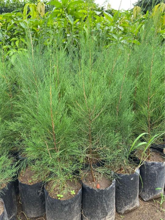 Agoho pine tree seedlings Lazada PH