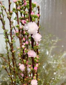 Cây đào sakura giống nhiều cành mâm (ảnh thật số 1)