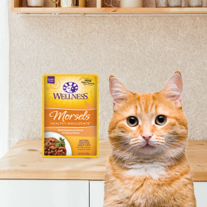 Wellness Complete Health - Healthy Indulgence Morsels / Gravies / Shreds Wet Cat Food 3oz (85g)