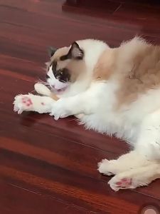 Pure Wool Felt Catnip Cat Teaser Stick Toy for Cats Dental Chew & Play