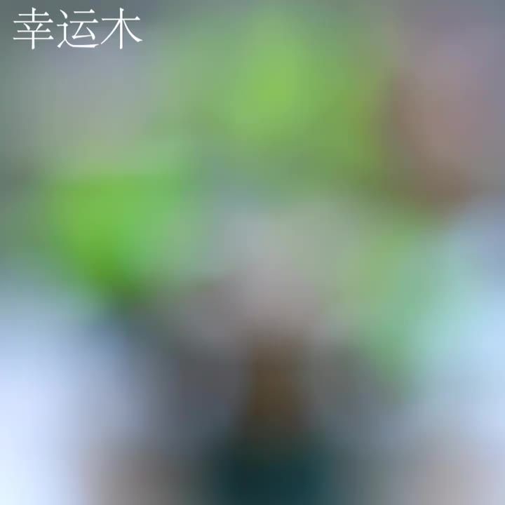 LZD Brazilwood Hydroponic Wood Office Desk Surface Panel Green Plant