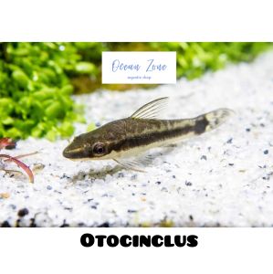【Ocean Zone】Otocinclus – 2pcs / 5pcs (Tank Cleaner / Algae Eater)