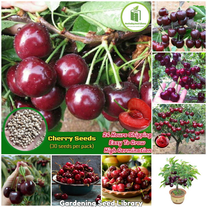 [Easy To Grow] Sweet Cherry Seeds for Planting (30 seeds per pack) High ...