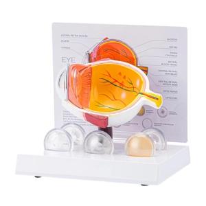 พยาธิวิทยาลูกตาแบบจำลองกายวิภาคศาสตร์มนุษย์กายวิภาคเครื่องมือการสอนโมเดลรูปตาสำหรับการตั้งค่าทางการศึกษา