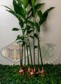 Galangal (Alpinia galanga). 