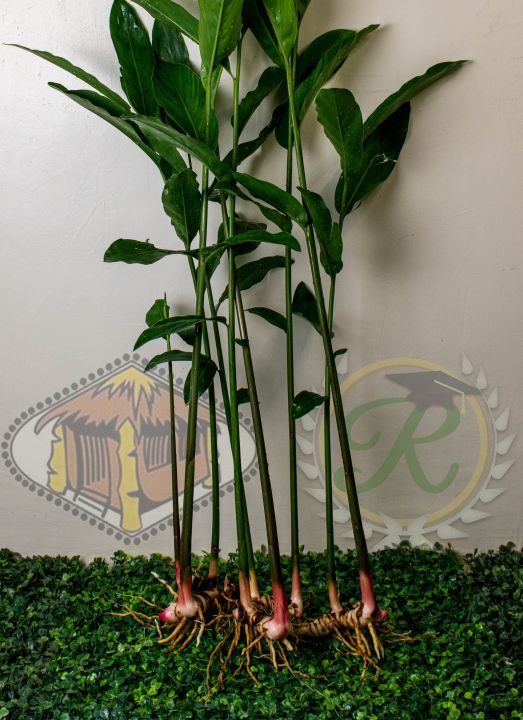 Galangal (Alpinia galanga)