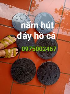 nấm hút đáy nấm đáy hồ cá koi