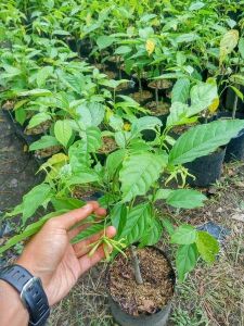 Bibit Bunga Kenanga Kondisi Berbunga Siap Tanam Tinggi 50 Cm - Bisa COD