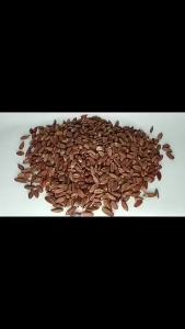 Raw Pili Nuts (Without Shell) - Available in 1KG 1/2KG and 1/4KG Packs