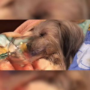 Bộ mặt nạ oxy cho chó mặt nạ phun oxy cho động vật mũi dài dụng cụ thú y