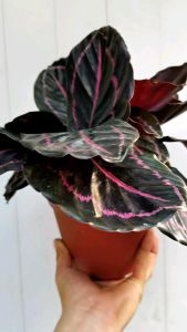 SOV Calathea Dottie Prayer Plant Insta Plant Easy Care Plant Pokok Hidup Real Live Plant
