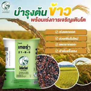 ปุ๋ยเคมีสำหรับข้าว 21-8-8 เทอร่า ตราไดโนเร็กซ์ เร่งบำรุงพืช เร่งการแตกยอด แตกใบใหม่ กระตุ้นการแตกราก บำรุงพืชระยะเริ่มการเจริญเติบโต เพิ่มความแข็งแรงให้กับต้นพืช ขนาดบรรจุ 25 กิโลกรัม