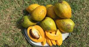 เซียนท้อ ลูกท้อ ม่อนไข่ ผลไม้ตามฤดูกาล หากินยาก