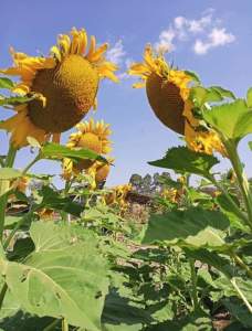 เมล็ดพันธุ์ทานตะวันอะควาร่า6 (100 เมล็ด)