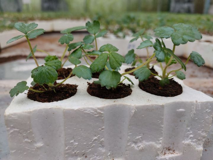 6%20C%C3%A2y%20Gi%E1%BB%91ng%20D%C3%A2u%20T%C3%A2y%20M%E1%BB%B9%20Albion%20Ch%E1%BA%A5t%20L%C6%B0%E1%BB%A3ng%20-%20Image%205