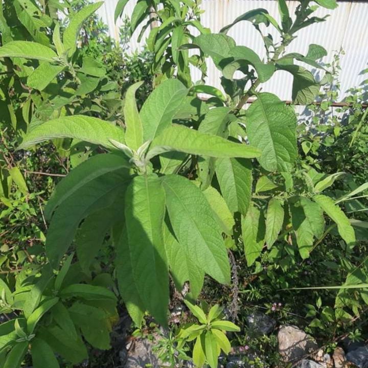 Cây đại bi ( tù bi khô 1-2kg) Cây Đại Bi Mọc Ven Rừng Cây Đại Bi Có Mủ Thơm  Cây Đại Bi Dùng Làm Thuốc - Lazada | Lazada.vn