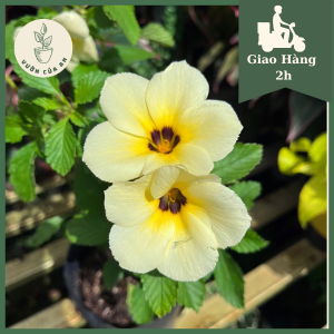 Cây Hoa Dừa Kem (cao 20cm) cây cảnh trồng sân vườn sai hoa nở hoa quanh năm dễ trồng Vườn Của An