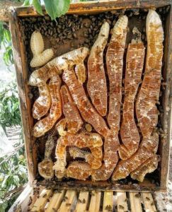 Mật Ong hoa CaFe nguyên chất có sáp 1 lit loại I