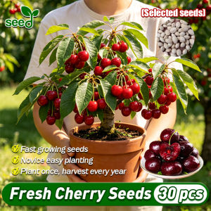 [Selected Seeds] 30pcs/pack Bonsai Cherry Seeds for Planting Fruits - Fresh Dwarf Cherry Tree Plant Fruit Seeds Cherry Fruit Bearing Trees in Pots Real Cherry Tree Seedlings Home Potted Cherry Tree Live Plant Seeds for Garden Balcony Indoor Plants
