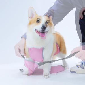 Có thể giặt Dog Belly Bìa thấm bỉm thú cưng bọc độ bền con chó Đai nịt bụng cho phương tiện truyền thông có kích thước chó