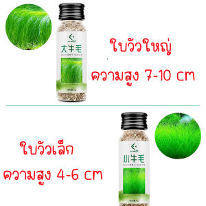 แต่งตู้ปลา เมล็ดพันธ์ุไม้น้ำ ต้นไม้ปลูกในน้ำเมล็ดพันธ์ุ ไม้น้ำ seed พืชไม้น้ำ ดินปลูกต้นไม้น้ำ ดินใส่ตู้ปลา