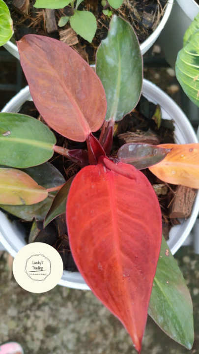 Philodendron Red Sun | Lazada PH