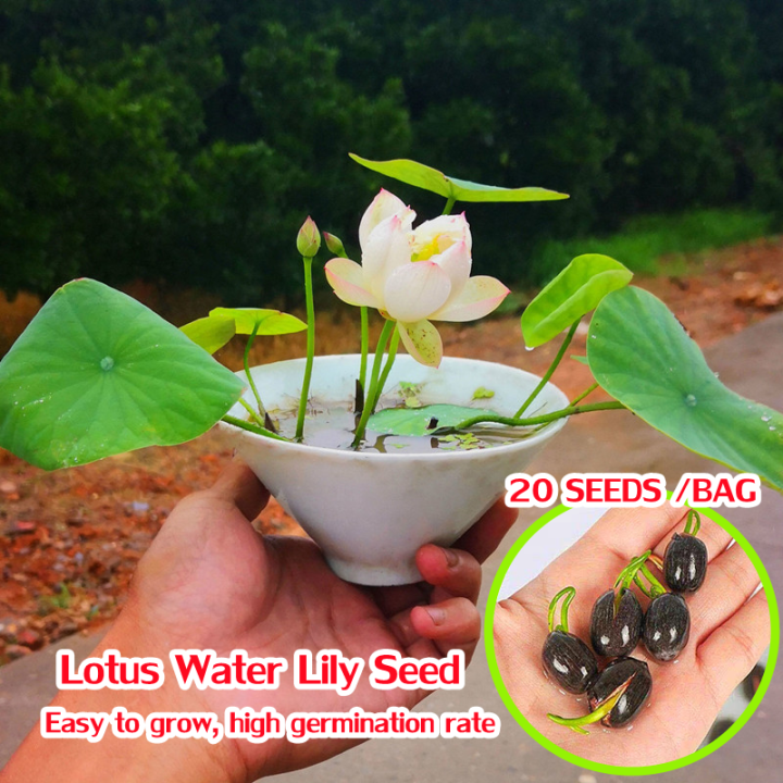 Lotus seeds deals for planting