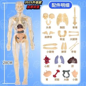 3D Human Body Anatomy Models Science Toys Teaching Tools Kids Toys Skeleton Model Toys Kids Gift