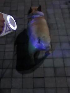 LED Retractable Dog Leash with Light for Puppies Small Medium Big Dogs CatsHarness Straps Collar Accessories 3m 5m Roulette2026