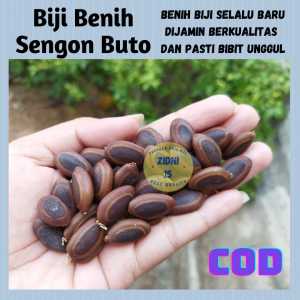 500gram Biji Benih Sengon Buto / SENGON TOKEK