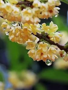 【降火气润喉咙】Osmanthus Pear Oolong tea 桂花雪梨乌龙茶 养颜 高品质 茶 茶道