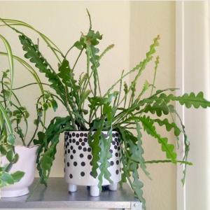 Fishbone Cactus (Epiphyllum anguliger) -  - Pokok Kaktus Tulang Ikan - फिशबोन कैक्टस Fishbone Cactus – Exquisite Leaf Shape Easy Care Hanging Plant Night Bloomer Indoor Favorite LIVE PLANT