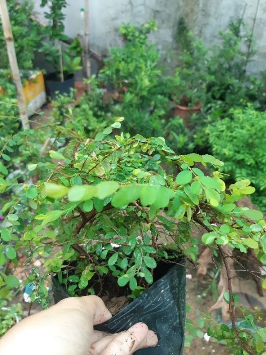 c%C3%A2y%20s%C6%A1n%20li%E1%BB%85u%20gi%E1%BB%91ng%20-%20Image%206