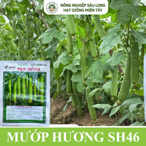 SH46 - 100 HẠT GIỐNG MƯỚP HƯƠNG - SEN HỒNG
