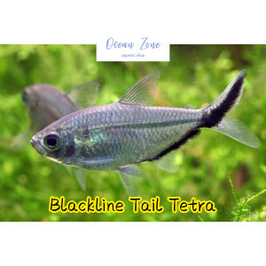 【Ocean Zone】 Blackline Tail Tetra - 5pcs / 10pcs (Live Fish with DOA)